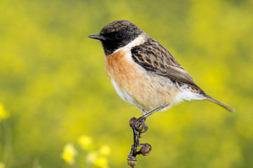 Beautiful wild bird