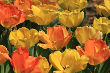 Obraz na płótnie Canvas Red and yellow tulips in spring