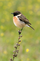 Beautiful wild bird