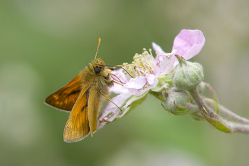 Large Skipper butterfly feeding on flower.