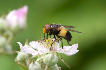 A Great Pied Hoverfly, volucella pellucens, feeding on a flower