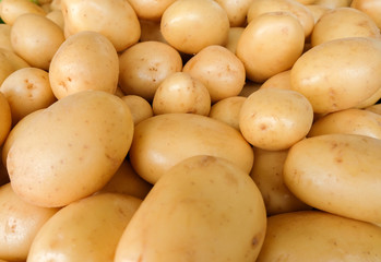 The new harvest potatoes at local farm market