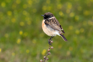 Beautiful wild bird