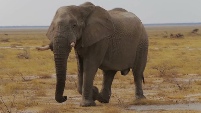 Big dominant male of african elephants walking in savanna, Etosha national Park, Ombika, Kunene, Namibia. True wildlife photography