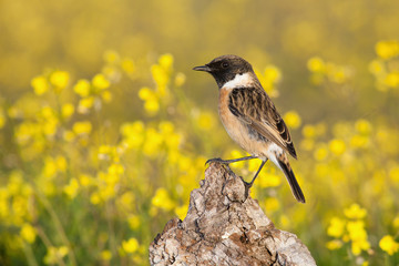Beautiful wild bird