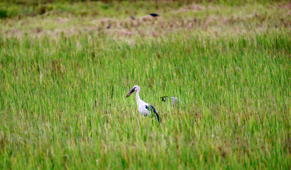 Asian Open-billed stork