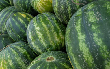 The new harvest watermelons sold at local farm market
