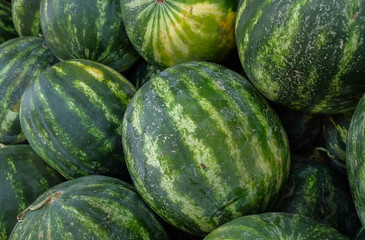 The new harvest watermelons sold at local farm market