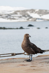 Skua bird at south pole, Antarctica