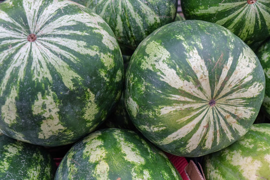 The new harvest watermelons sold at local farm market