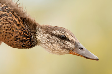 Profile of a wild duck