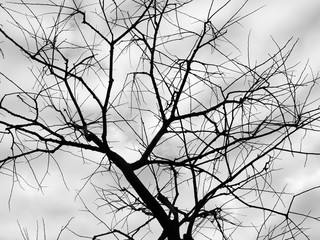 Tree Twigs Silhouette
