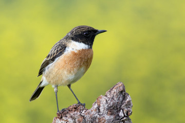 Beautiful wild bird