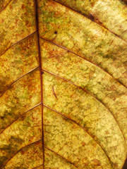 grunge yellow leaf texture