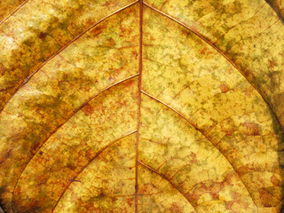 grunge yellow leaf texture