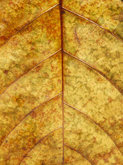 grunge yellow leaf texture