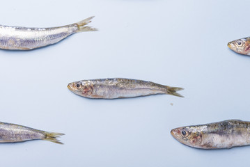 Sardine fishes in a row on a blue wet background