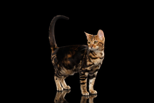Little Bengal female Cat Standing and Raise tail on Isolated Black Background, Side view