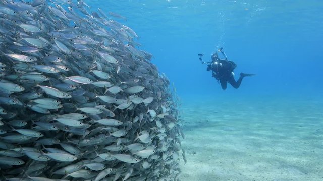 Unterwasser - Riff - Fisch - Fischschwarm - Taucher - Fotograf - Tauchen - Curacao - Karibik - 4K