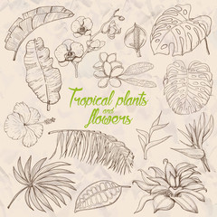 Set of isolated tropical plants and flowers