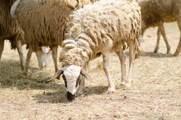 Obraz na płótnie Canvas Sheep in the farm