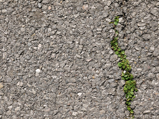 asphalt road with ivy texture