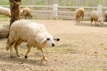 Naklejka na ściany i meble Sheep in the farm
