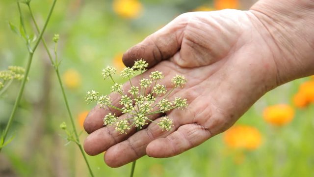 Petersilie Bl&uuml;te essbar Hand Garten Arbeit 