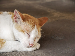 Stray cat sleeping on the pavement
