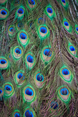 Obraz premium Peacock feathers are very beautiful birds.