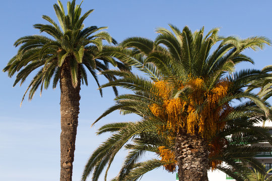 Macro photo date palm. Sea view. Phoenix dactylifera, Tenerife