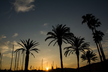 Fototapeta na wymiar Palm trees silhouette at sunset / twilight in Barcelona port