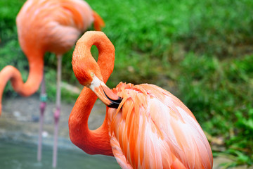 Flamingo putzt sein Gefieder im Regen