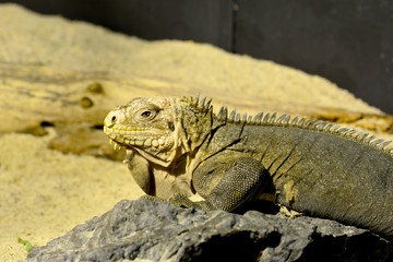 Grüner Leguan im Terrarium