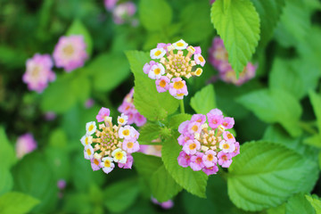 ランタナの花