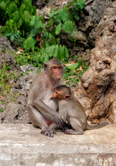 Fototapeta premium The mother monkey and her baby in the temple
