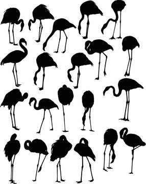 set of twenty one flamingo silhouettes isolated on white