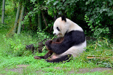 Großer Panda beim Fressen