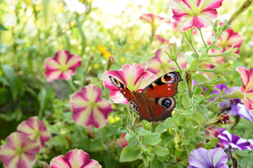 Schmetterling 185 © K.-U. Häßler