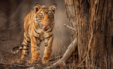 Obraz premium Royal bengal tiger, Panthera tigris tigris, beautiful tiger cub face to face in the nature habitat, small tiger cub, rare, detail, Ranthambhore national park, India