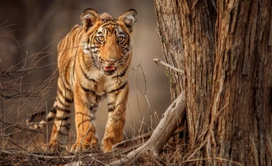 Papier Peint photo Lavable Tigre Royal bengal tiger, Panthera tigris tigris, beautiful tiger cub face to face in the nature habitat, small tiger cub, rare, detail, Ranthambhore national park, India