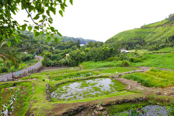 Island Maui. Green gardens view. Hawaii.