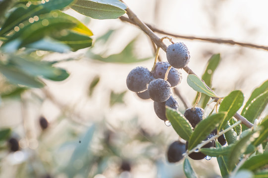 Ripe Olives on Branches