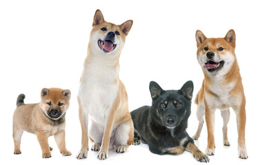 shiba inu family