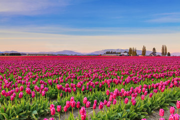 Field of beautiful colorful tulips in Roozengaarde