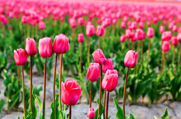 Field of beautiful colorful tulips in Roozengaarde