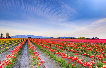 Field of beautiful colorful tulips in Roozengaarde