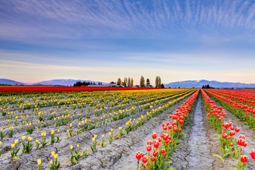 Field of beautiful colorful tulips in Roozengaarde