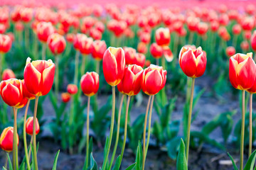 Red tulips with beautiful bouquet background.