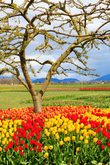 Obraz premium Field of beautiful colorful tulips in Roozengaarde